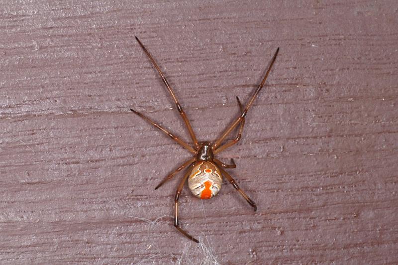 Latrodectus_hasselti_D3408_Z_92_E. of Nuendah homestead_Australie.jpg